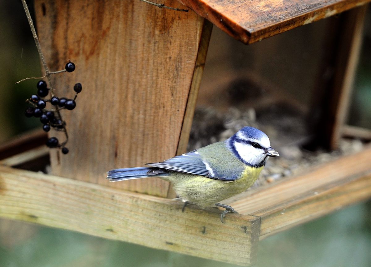 Eine Blaumeise holt sich Futter aus einem Vogelhäuschen. Foto: Keystone-SDA, Sigi Tischler. Eine Blaumeise holt sich Futter aus einem Vogelhäuschen. Foto: Keystone-SDA, Sigi Tischler.