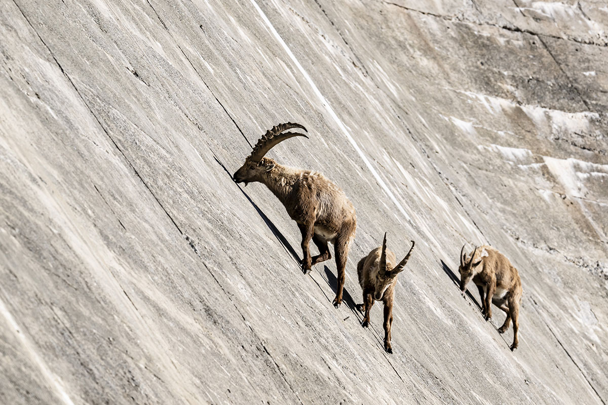 660603780 – Foto: KEYSTONE/Jean-Christophe Bott 660603780 – Foto: KEYSTONE/Jean-Christophe Bott