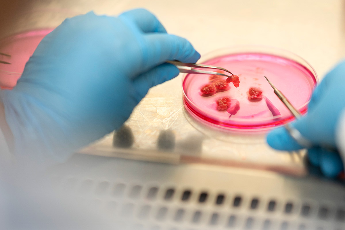 In einer Petrischale im Labor von Mirai Foods in Wädenswil schwimmen am 17. Dezember 2021 winzige Stückchen frisches Rindfleisch. Eine Zellbiologin gewinnt daraus Stammzellen. Das Biotech-Startup Mirai Foods wurde 2019 gegründet mit der Mission, den Übergang zu einer nachhaltigen Nahrungsmittelproduktions-Zukunft mit der Entwicklung und Vermarktung von kultiviertem Fleisch zu erreichen. Foto: Keystone-SDA / Gaëtan Bally In einer Petrischale im Labor von Mirai Foods in Wädenswil schwimmen am 17. Dezember 2021 winzige Stückchen frisches Rindfleisch. Eine Zellbiologin gewinnt daraus Stammzellen. Das Biotech-Startup Mirai Foods wurde 2019 gegründet mit der Mission, den Übergang zu einer nachhaltigen Nahrungsmittelproduktions-Zukunft mit der Entwicklung und Vermarktung von kultiviertem Fleisch zu erreichen. Foto: Keystone-SDA / Gaëtan Bally