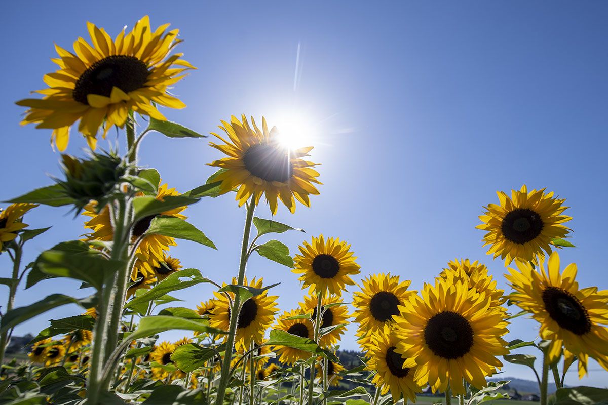 Die Sonne steht am 19. Juli 2022 hoch über einem Sonnenblumenfeld bei Bremgarten (AG). Foto: Keystone-SDA / Urs Flüeler.
