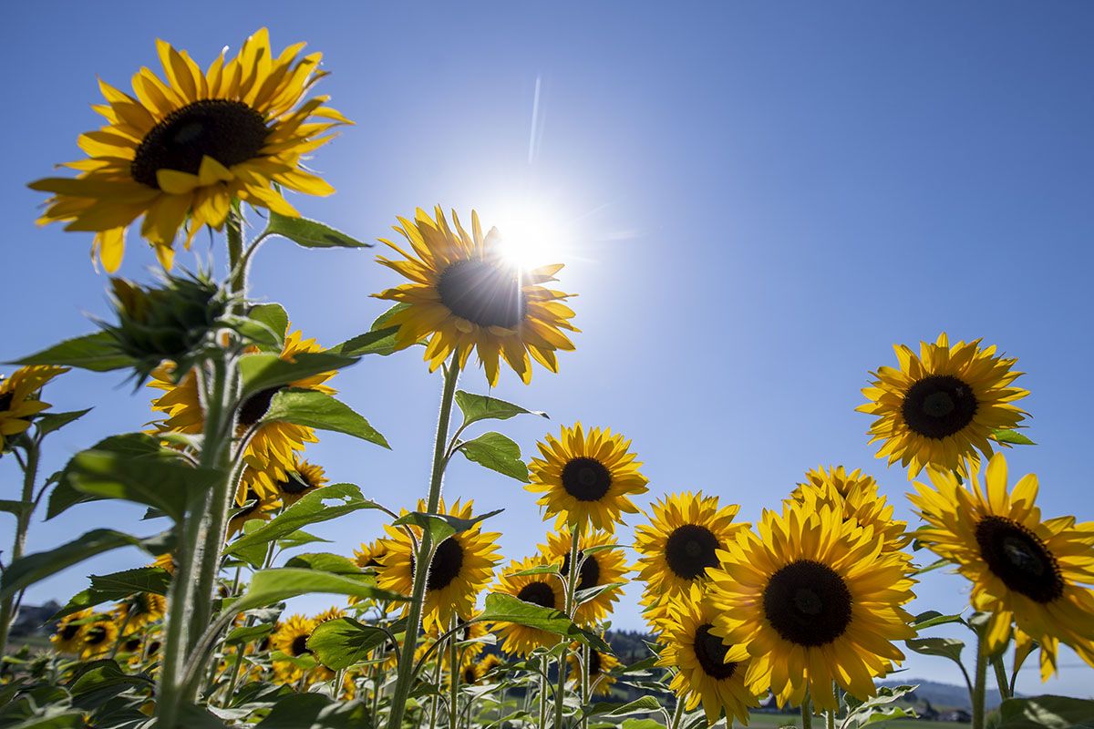 Die Sonne steht am 19. Juli 2022 hoch über einem Sonnenblumenfeld bei Bremgarten (AG). Foto: Keystone-SDA / Urs Flüeler. Die Sonne steht am 19. Juli 2022 hoch über einem Sonnenblumenfeld bei Bremgarten (AG). Foto: Keystone-SDA / Urs Flüeler.
