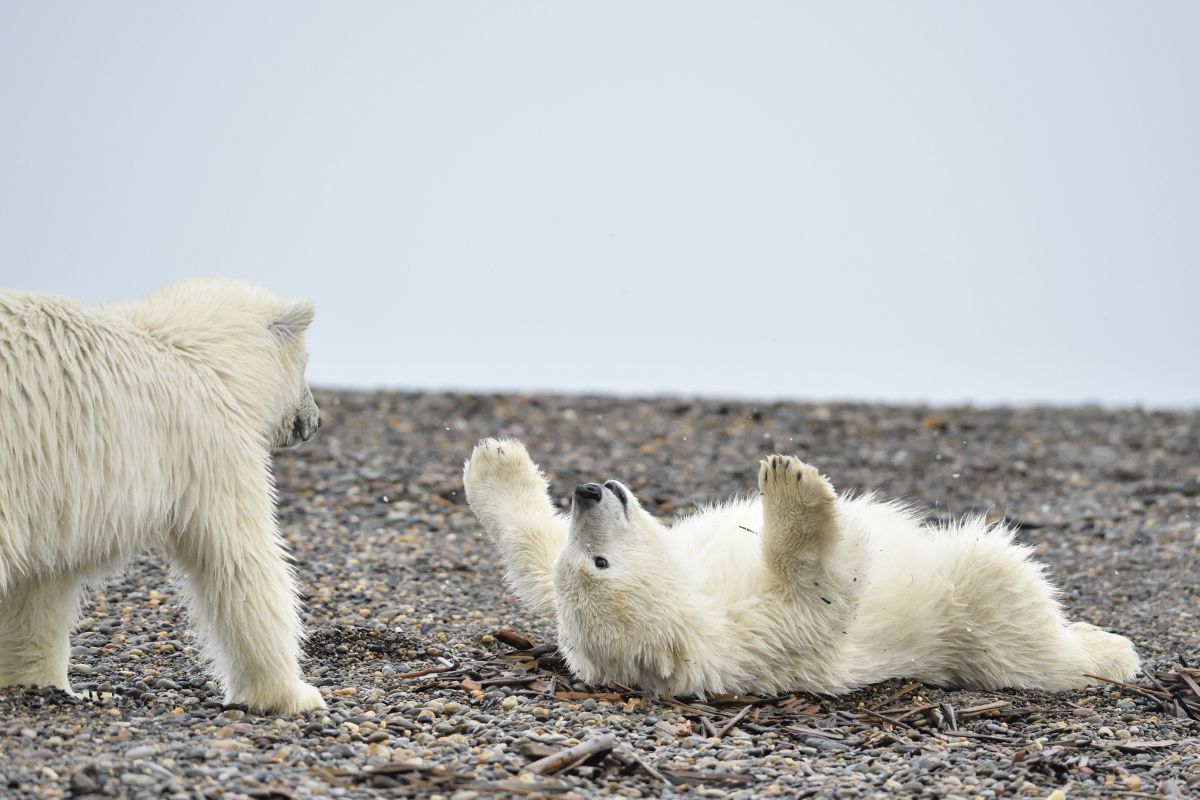 241593442 - Keystone-ATS / Biosphoto / Patrick Kientz