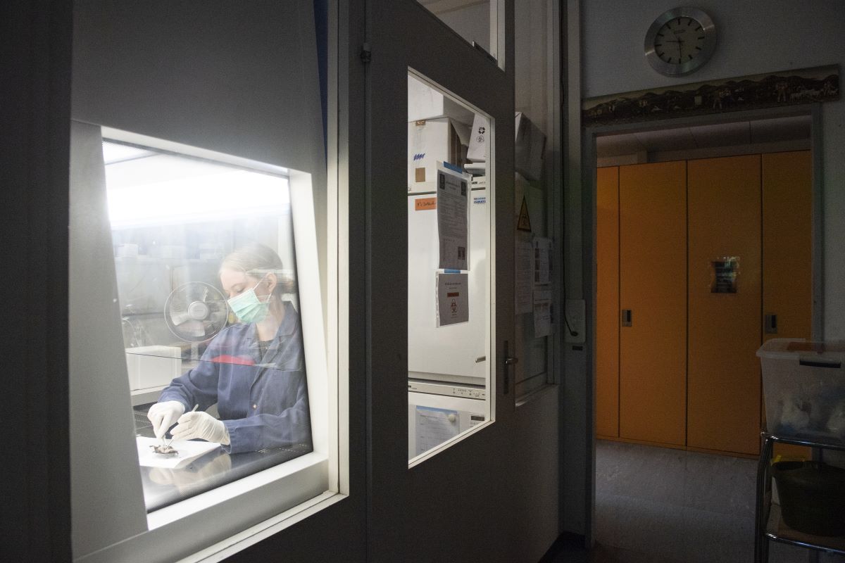 All'Istituto di virologia dell'Università di Zurigo, la dottoranda Myriam Wiederkehr preleva campioni da un pipistrello, 16 giugno 2021 – Foto: Keystone-ATS / Ennio Leanza All'Istituto di virologia dell'Università di Zurigo, la dottoranda Myriam Wiederkehr preleva campioni da un pipistrello, 16 giugno 2021 – Foto: Keystone-ATS / Ennio Leanza