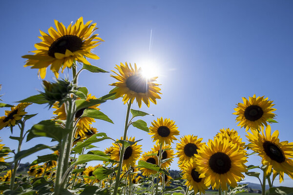 Die Sonne brennt ueber einem Sonnenblumenfeld, waehrend der heissen Sommertage am Dienstag, 19. Juli 2022 bei Bremgarten im Kanton Aargau.