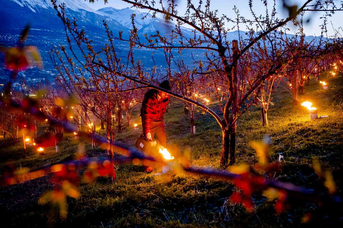 L'arboriculteur Jean-Noel Devenes, allume une bougie antigel devant un abricotier en fleur, pendant une nuit froide, afin de lutter contre le gel dans son verger