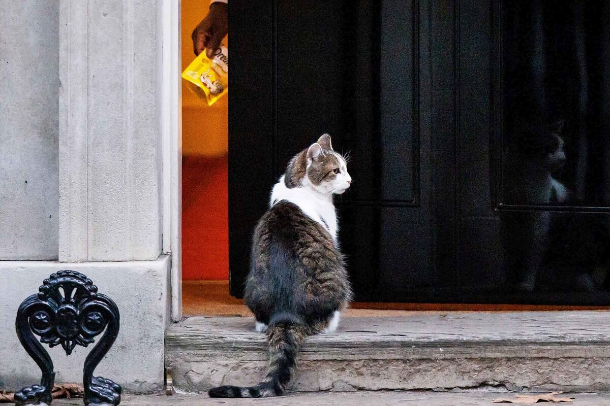 Downing Street staff offers Larry the Cat a treat to get him inside ahead of a UK government cabinet meeting in London, Britain, 23 January 2024. 