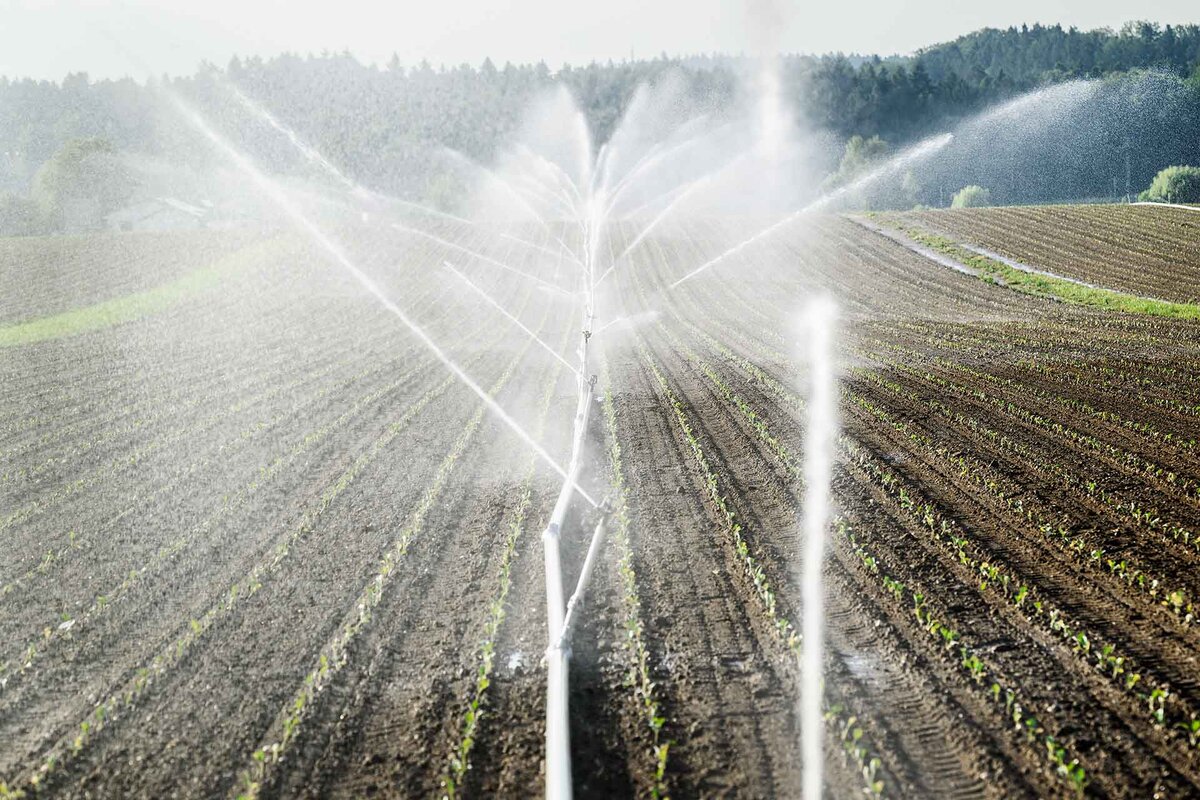 Ein Feld mit jungen Broccoli Pflanzen muss wegen der anhaltenden Hitze bewaessert werden.