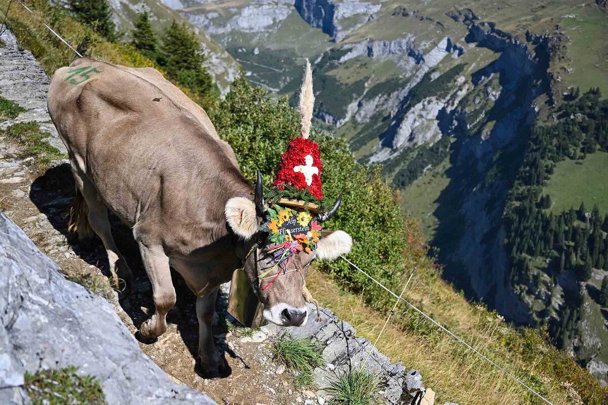 Am Alpabzug Flimserstein ziehen Kuehe mit festlich geschmuekten Kopfschmuck mit ihren Sennen den steilen Scala Mola Weg hinab, aufgenommen am Samstag, 19. September 2026 in Flims.