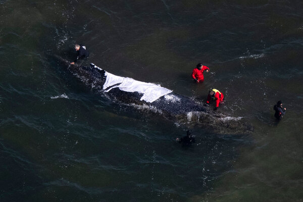 Helfer stehen in direkter Nähe zum Wal (Aufnahme aus einem Flugzeug). Der vor drei Wochen bei Wismar gestrandete Buckelwal liegt weiterhin im Flachwasser fest.
