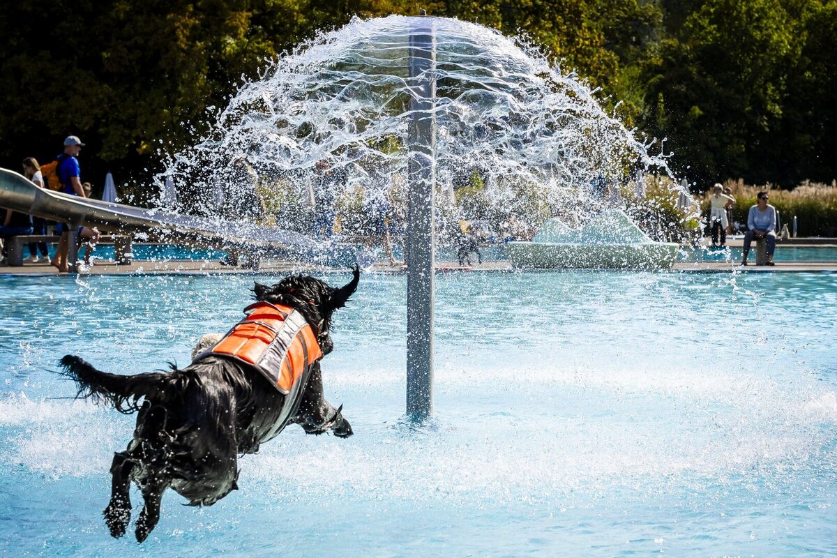 Dog Onyx jumps into the water on the season's last day at the Toess public outdoor pool in Winterthur, Canton of Zurich, Switzerland on Sunday,. September 20, 2026. The Toess public outdoor pool opens the chlorine-free swimming pools to dogs for one day after the regular summer swimming season has ended the day before.