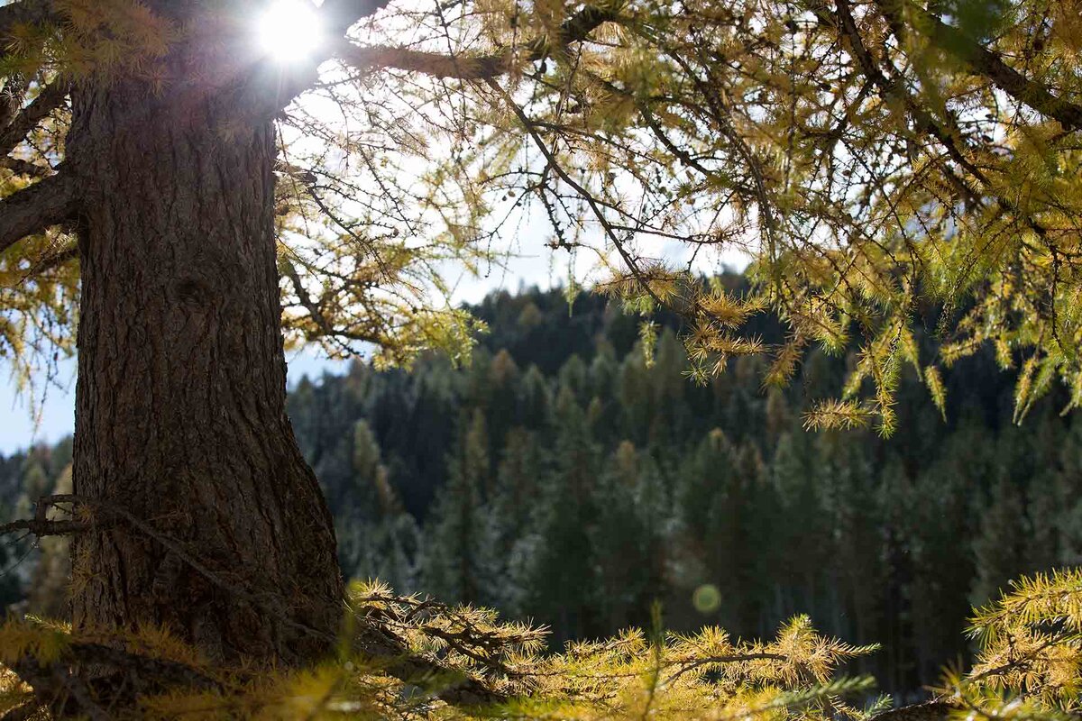 Die Sonne scheint durch die Aeste einer Laerche, aufgenommen im Schweizerischen Nationalpark bei Zernez im Kanton Graubuenden am 16. Oktober 2013.