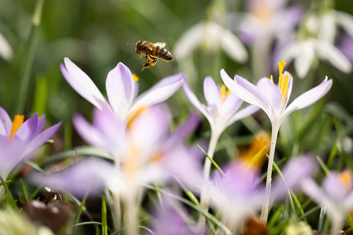 A bee lands on a crocus blossom on a warm winter day