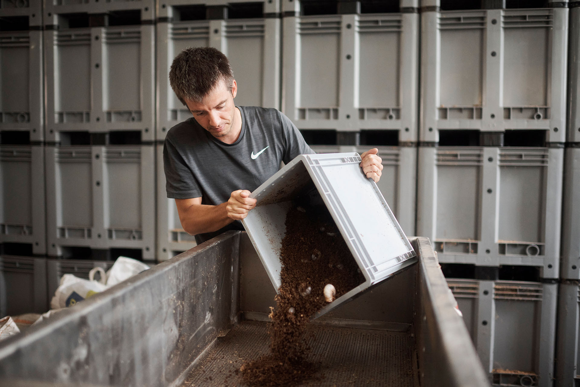 Dans le cadre du projet Food from Wood, un homme en t-shirt gris verse de la terre contenant des larves d'une caisse en plastique grise dans un grand bac métallique
