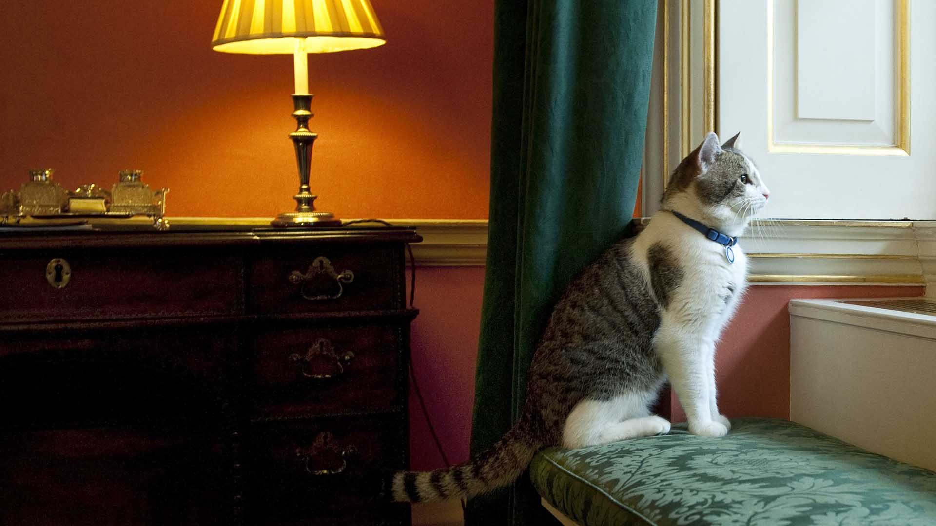 Larry, Downing Street's new official rat catcher, looks out of a window in the Prime Minister's residence in London, shortly after his arrival, Tuesday Feb. 15, 2011.