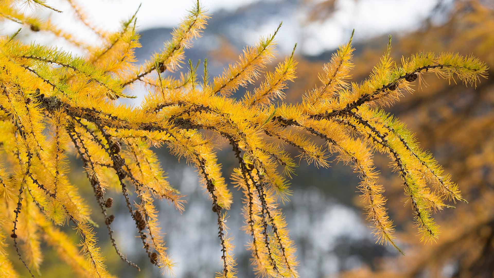 Ein Ast einer Laerche, aufgenommen im Schweizerischen Nationalpark bei Zernez im Kanton Graubuenden am 16. Oktober 2013. 